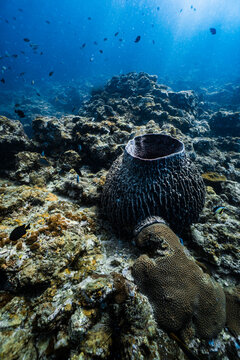 Large giant barrel sponge growing on a tropical coral reef underwater.