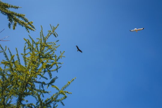 Kite bird flying above larch tree branches against clear blue sky, Siberia, Russia