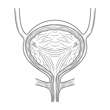 Urinary Bladder Anatomy Diagram Line Art Cross Section Illustration