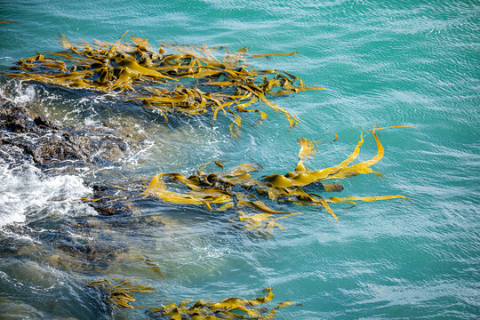 Treibender Seetang im tuerkisfarbenen Wasser bei Katiki Point Neuseeland