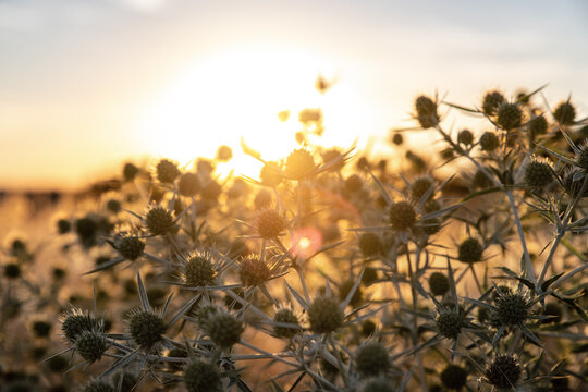 Abstract warm landscape thistle dry wildflower and grass meadow on warm golden hour sunset or sunrise time. Tranquil autumn fall  summer nature field background. Soft golden hour sunlight countryside