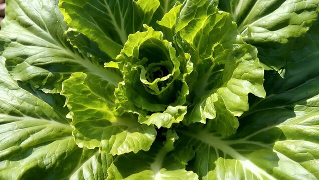 Exceptional 4K Ultra HD extreme close-up stock video of fresh crisp romaine lettuce meticulously showcasing the ribbed texture and vibrant cell structure of individual green leaves