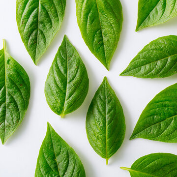 Fresh green leaves arranged beautifully on a white background, perfect for nature lovers.