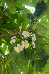 Plumeria flower and green leaves on tree,white frangipani tropical flower  blooming on tree,zen massage spa,summer beach vacation,rest hotel,island sea concept. © wanatithan