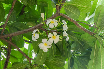 Plumeria flower and green leaves on tree,white frangipani tropical flower  blooming on tree,zen massage spa,summer beach vacation,rest hotel,island sea concept. © wanatithan