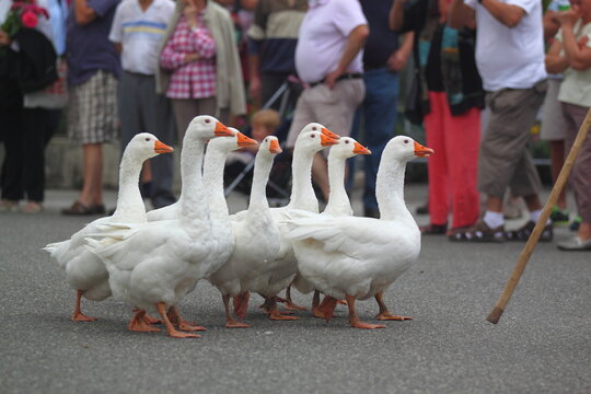 Disciplined geese
