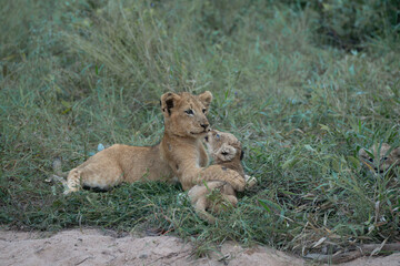 African lion cubs playing together © Giles