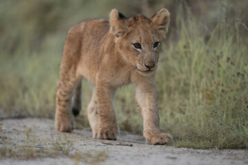 African lion cub © Giles