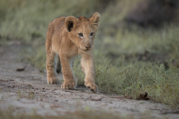 African lion cub © Giles