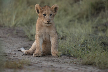 African lion cub © Giles