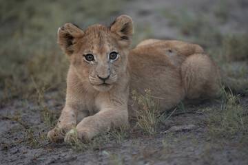 African lion cub © Giles