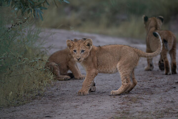 African lion cub © Giles