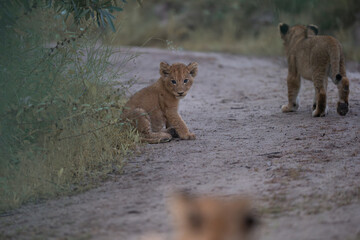 African lion cub © Giles