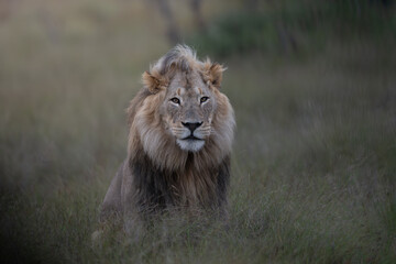 Male African lion in the bush © Giles