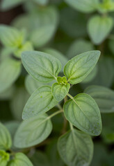 Naklejka premium Fresh green oregano plant with water droplets on leaves, natural herb garden and healthy cooking ingredient, this aromatic herb is a popular culinary