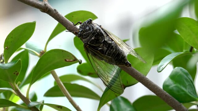 Black cicada (Cryptotympana facialis) singing on a branch [With Audio]