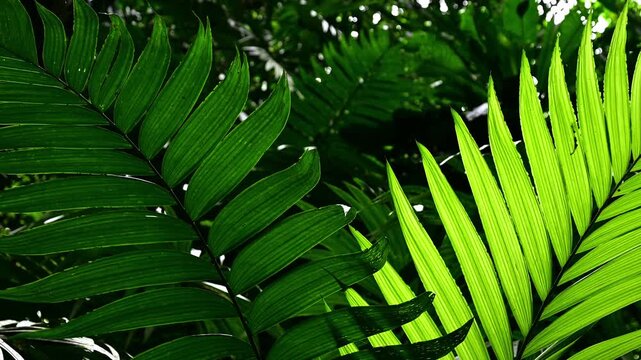 Horizontal close-up photograph of lush palm fronds in Soberania National Park, Panama. Sunlight filters through the vibrant green leaves, highlighting their natural texture against a dark rainforest b