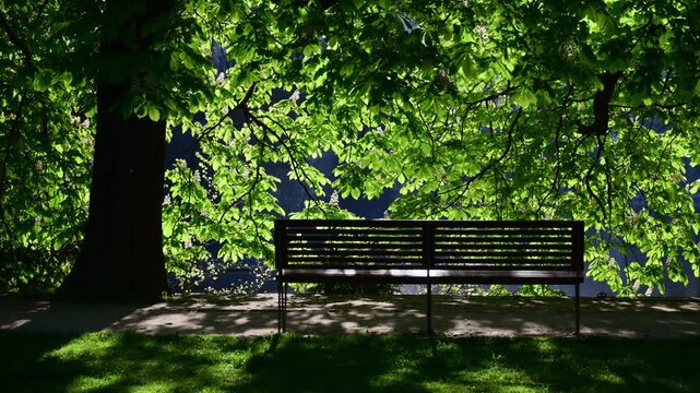 An empty park bench under a blossoming chestnut tree beside the river, Prague, Czech Republic