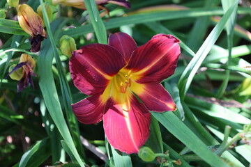 Fototapeta premium vibrant red daylily blossom, deep crimson petals, glowing star-shaped yellow-to-green throat, prominent stamens (Hemerocallis) (macro, close-up, sun-dappled) 6026