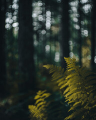 Delicate green fern glows in soft filtered light against a dark forest background, creating a peaceful botanical scene ideal for nature, ecology, wellness and environmental designs. © UQink