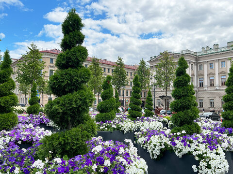 Thuja Smaragd or Thuja occidentalis Smaragd shaped as ornamental topiary trees