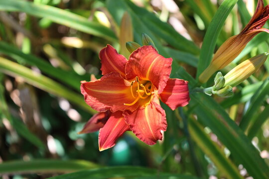 vibrant red daylily blossom, deep crimson petals, glowing star-shaped yellow-to-green throat, prominent stamens (Hemerocallis) (macro, close-up, sun-dappled) 6027