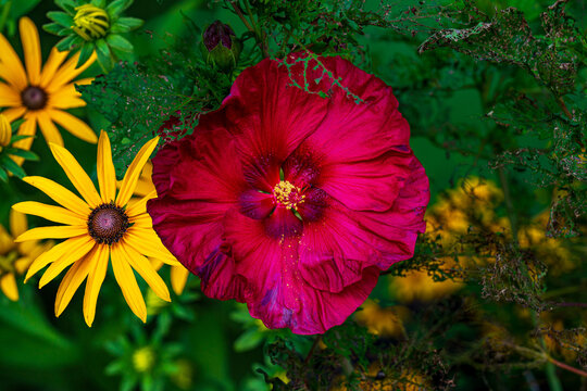 Red and Yellow flowers in the Garden