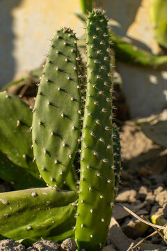 Vertical portrait of a green prickly pear cactus growing in dry soil under warm sunlight. Succulent and desert agriculture concept.