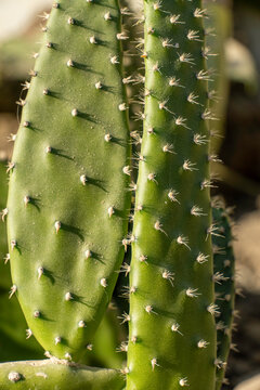 Vertical macro shot of green prickly pear cactus pads with sharp spines in warm sunlight. Botanical texture and desert plant concept.