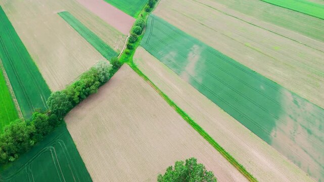 Aerial view of green and brown farmland fields divided by curved line of trees