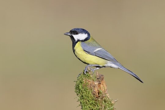 Great Tit (Parus major), male perched on a branch covered in moss and lichen, wildlife, animals, birds, tits, Wilnsdorf, North Rhine-Westphalia, Germany