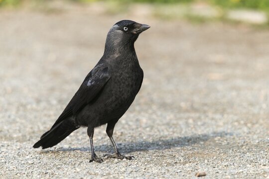 Corvus monedula, jackdaw, birds, corvidae family of birds, passeri, corvids, songbirds, birds