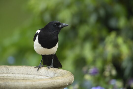 Eurasian magpie (Pica pica) adult bird on a garden bird bath, England, United Kingdom