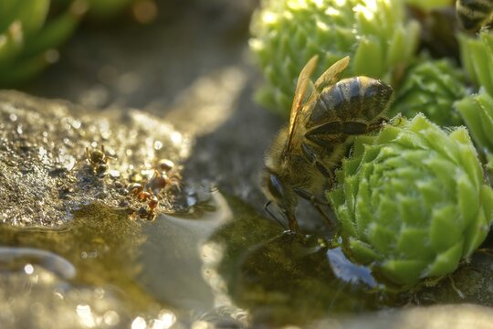 Apidae, apis mellifera, bees, European honey bee, European honeybee, hymenoptera, western honey bee, honey bee, honey bee, honey bee, insects, drink, water, watering place