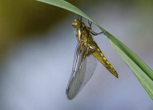 Broad-bodied chaser, Libellula depressa, flatbelly, anisoptera, dragonflies, freshly hatched, insects, dragonflies, odonata, hatching, hatching