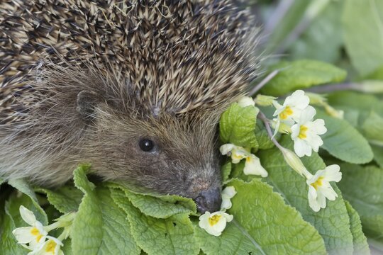 European hedgehog (Erinaceus europaeus) adult animal on a wild primrose plant flower in a garden in spring, England, United Kingdom