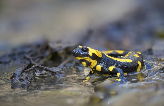 Fire salamanders, fire salamanders, salamandra salamandra, amphibians, amphibians, caudata, amphibians, tail amphibians