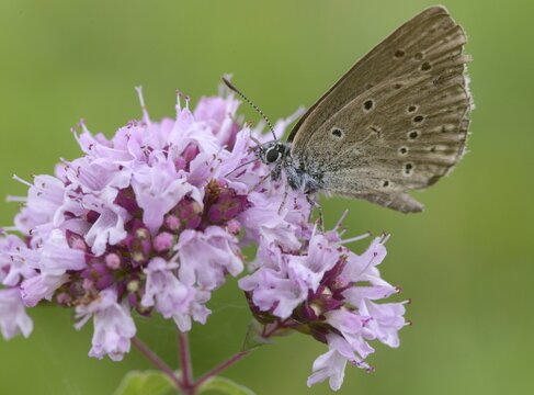 Glaucopsyche Alcon ssp. rebeli, glaucopsyche rebeli, cruciferous ant blue, maculinea rebeli, phengaris alcon ssp. rebeli, phengaris rebeli, butterfly, female, insects, butterfly, butterflies, butterflies, female