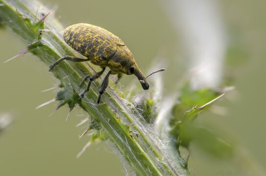 Thistle weevil, larinus cf sturnus, larinus sturnus, weevil, beetle, coleoptera, insects, beetles