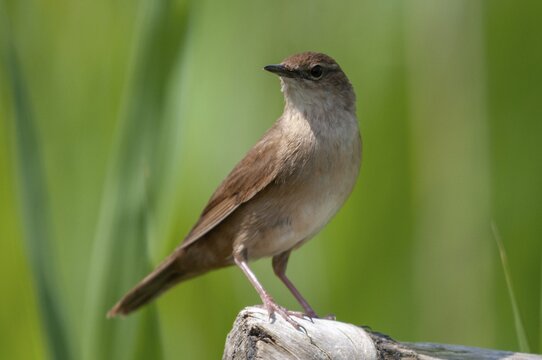 Locustella luscinioides, cane swirl, Savi's warbler, birds, passeri, songbirds, birds