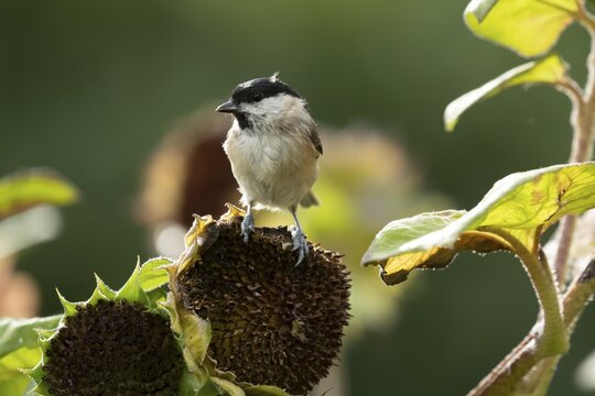 Marsh tit (Poecile palustris) adult bird on a garden sunflower plant seedhead in summer, England, United Kingdom