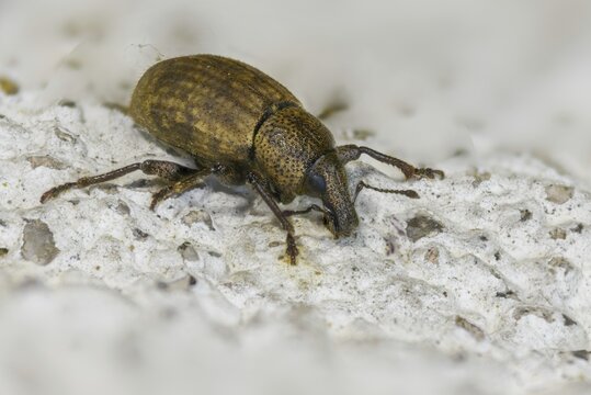 Barynotus obscurus, gloomy plump, beetle, coleoptera, insects, beetles