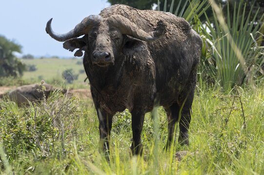 Cape buffalo (Syncerus caffer) after a mud bath, Murchison Falls National Park, Uganda
