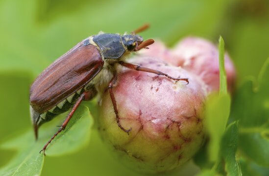 Leaf horn beetle, field may beetle, common may beetle, may bug, melolontha melolontha, scarabaeidae, beetle, cockchafer, coleoptera, doodlebug, insects, beetles