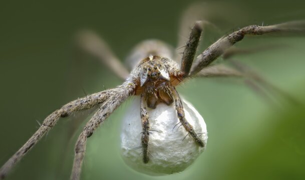 Araneomorphae, bridal gift spider, real web spiders, list spider, nursery web spider, pisaura mirabilis, egg cocoon, female, hunting spiders, spiders, female