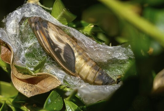 Box tree moth, boxwood moth, boxwood moth, cydalima perspectalis, moth, web, insects, moths, pupa, pupa, butterflies