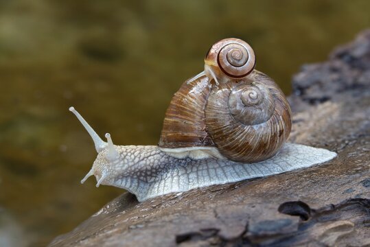 Burgundy snail, banded snails, cepaea, cepaea nemoralis, grove snail, hornworm snail, helicidae, helix pomatia, roman snail, snails, black-mouthed snail, vineyard snail, gastropod, mollusca, snails, snails, molluscs
