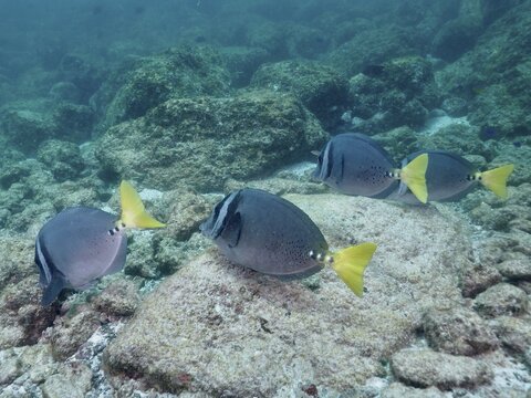 A school of fish with yellow caudal fins, Galapagos surgeonfish (Prionurus laticlavius), swimming over a rocky reef, Sombrero Reef dive site, Playa Flamingo, Costa Rica, Pacific Ocean, Central America