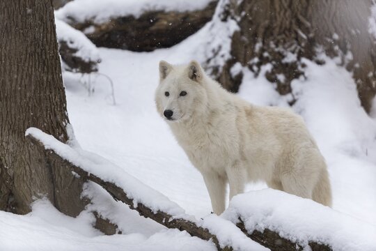 Melville Island wolf (Arctic wolf) standing in snow covered forest, snow falling