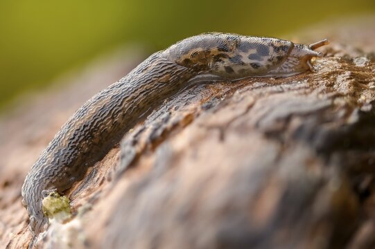 Big snail, big snowgel, limax maximus, snowgel, tiger snail, gastropod, great grey slug, leopard slug, mollusca, molluscs, snails, snails, molluscs